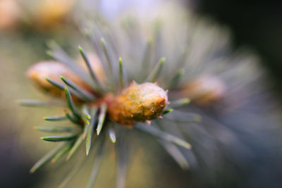 Close-up of flower