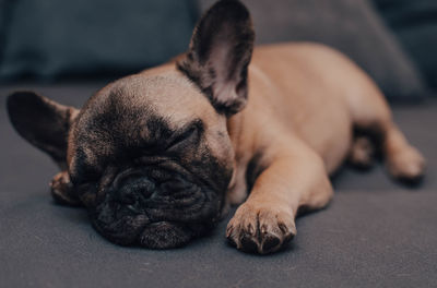 Cute french bulldog puppy sweet sleeping on a sofa at home