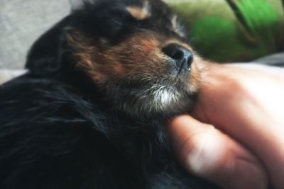 Close-up of dog with hand