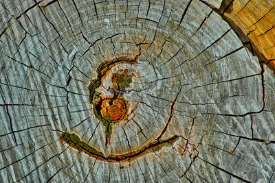 Close-up of tree stump