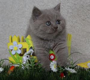 Close-up of cat by flowers