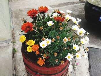 High angle view of potted plants