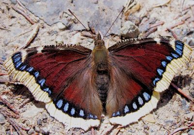 High angle view of butterfly