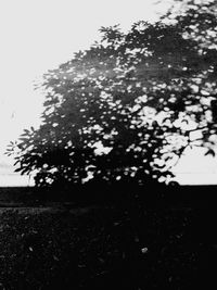 Trees on field against clear sky