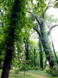 Trees in forest