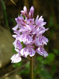 Close-up of purple flowering plant