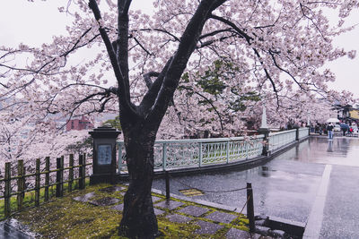 Cherry tree by canal in city