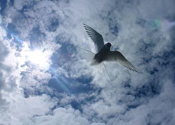 Low angle view of bird flying against sky