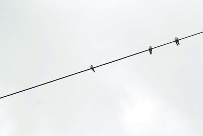 Low angle view of birds perching on cable against sky