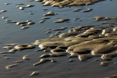 High angle view of crab on beach