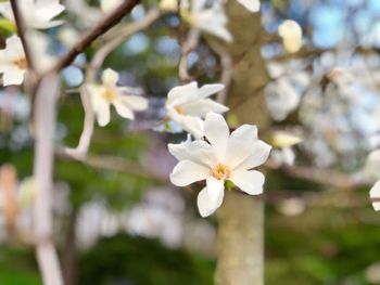 Close-up of white cherry blossoms in spring