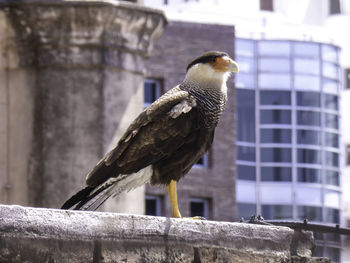 Close-up of owl perching on retaining wall