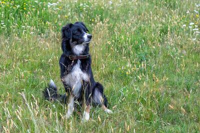 Black dog looking away on field