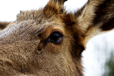 Close-up of a horse