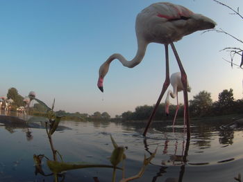 Bird on a lake