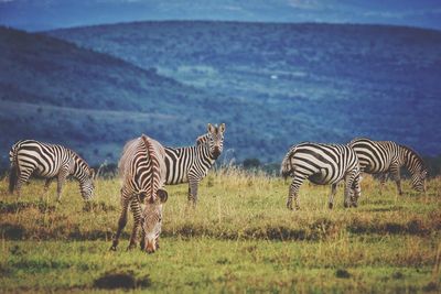 Zebras grazing on field