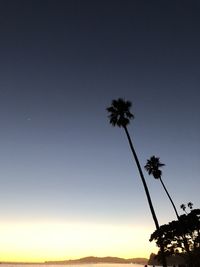Low angle view of silhouette coconut palm trees against clear sky