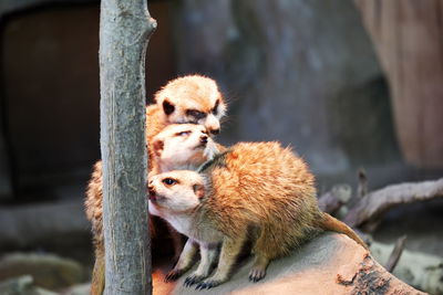 Monkey sitting on a looking away
