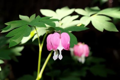 Close-up of pink flowers blooming outdoors