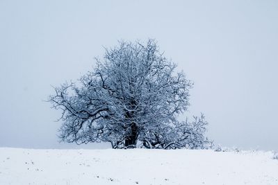 Bare trees against sky
