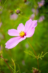 Close-up of pink cosmos flower