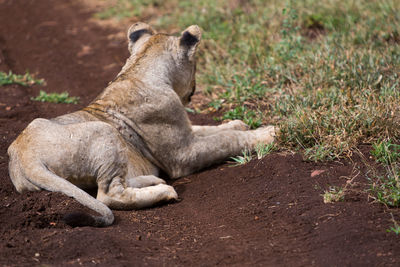 Close-up of lion relaxing outdoors