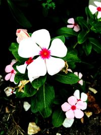 Close-up of pink flower