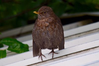 Close-up of owl perching on railing