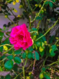 Close-up of pink rose blooming outdoors