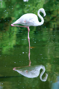 Close-up of swan in lake