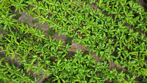 Full frame shot of plants