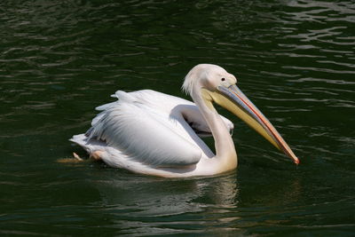 pelican