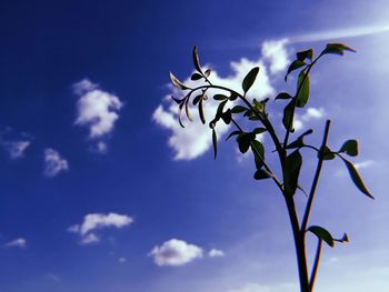 Low angle view of plant against blue sky
