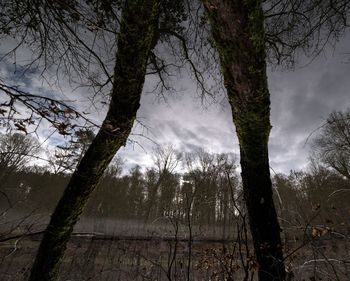 Bare trees in forest against sky