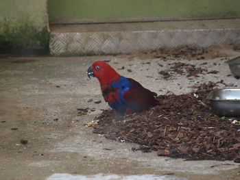 Close-up of bird perching on ground