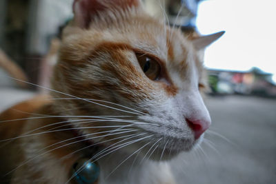 Close-up of cat looking away