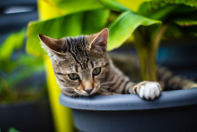 Close-up portrait of a cat