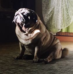 Close-up portrait of a dog