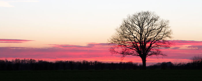 Silhouette of trees on landscape at sunset