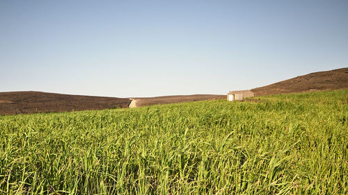 Scenic view of field against clear sky