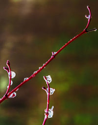 Close-up of wet red leaf