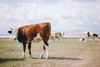 Cow on field against sky