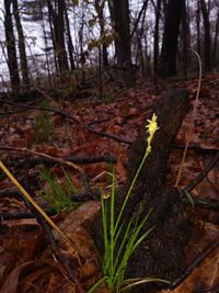 Close-up of tree trunk in forest