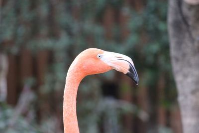 Close-up of flamingo