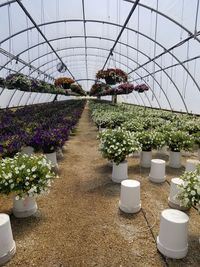 Potted plants in greenhouse