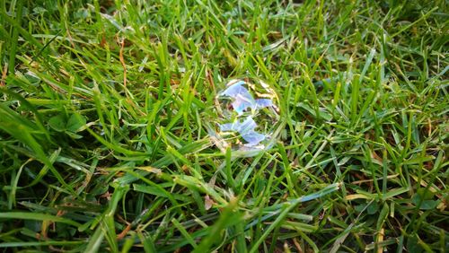 Close-up of baby on field