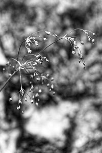 Close-up of water drops on flowering plant