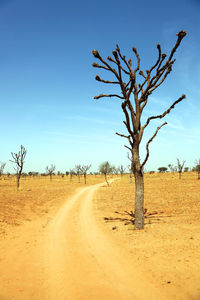 View of trees on landscape against clear sky