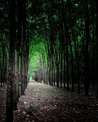 Trees growing in forest