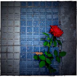 Close-up of red flowers blooming on wall